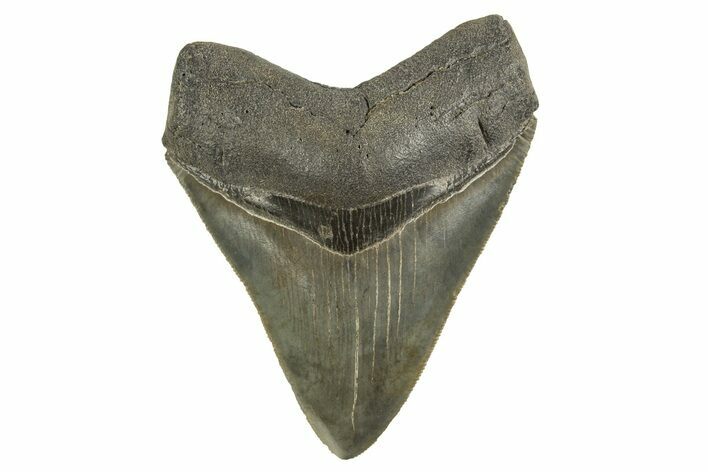 Serrated, Fossil Megalodon Tooth - South Carolina #321327